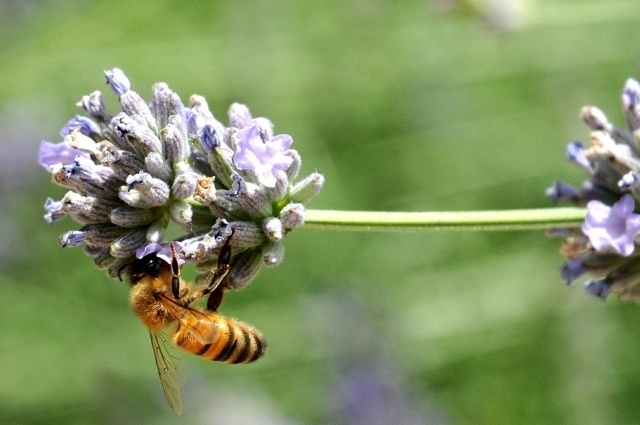 Il Nostro Giardino Foto 1