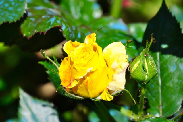 Il Nostro Giardino Foto 4