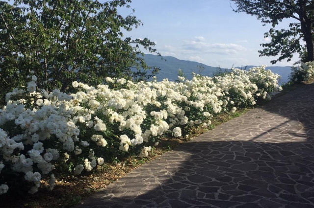 Il Nostro Giardino Foto 4